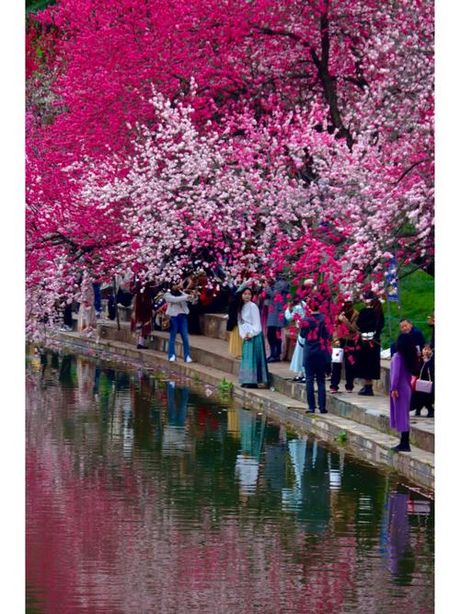 赏春好去处：桃花红、杏花白看到你想嫁人